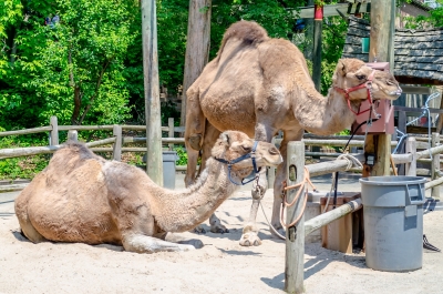 Couple of indian camels