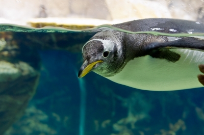 Penguin floating underwater,
