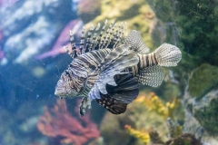 Closeup of a lionfish in aquarium environment
