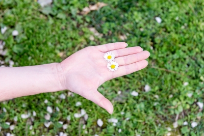 female hand holding 2 daisies