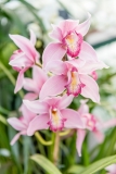 pink phalaenopsis orchids