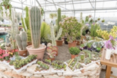 Defocused background of succulent plants inside a greenhouse