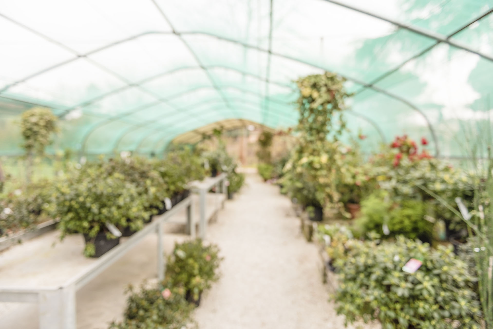 Defocused background with interiors of a greenhouse