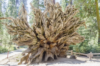Fallen giant sequoia, Yosemite National Park, USA