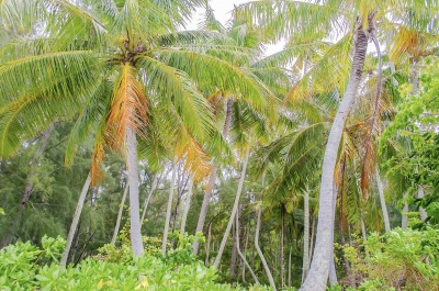 Tropical forest, French Polynesia