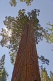 Giant Sequoias in Yosemite National Park, USA