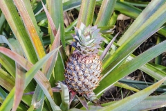 Pineapple isolated on a plantation, French Polynesia
