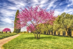 Beautiful garden with flowered cherry trees, cypresses and olive trees